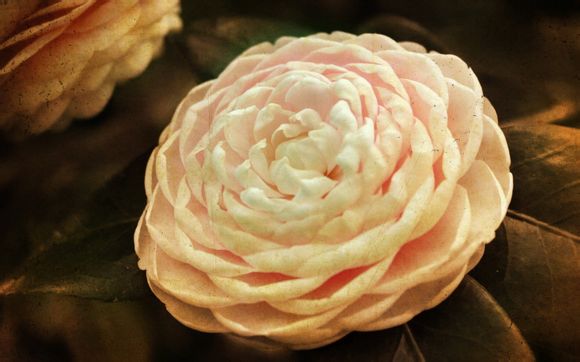 惠州世外梅园开放了吗