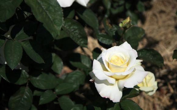 日照海洋馆价目表