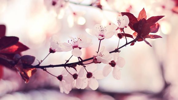 北京到成都旅游攻略自由行攻略