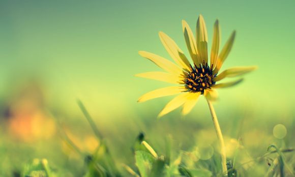 咏腊梅最出名的古诗