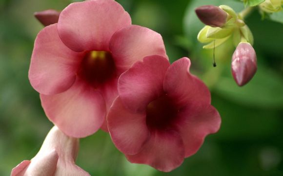 夏威夷旅游要多少钱一个月