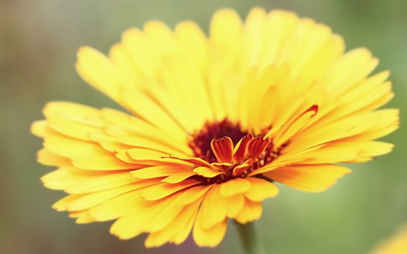 乌江榨菜多少钱一包